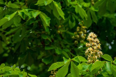 Kestane ağacı dalının çiçekleri ilkbaharın başlarında taze yeşil yapraklar seçici odak, Aesculus hipokastanum bahar çiçeği beyaz at kestanesi ağacı. Mavi gökyüzü, kopyalama alanı, Aesculus çiçeği, buckey