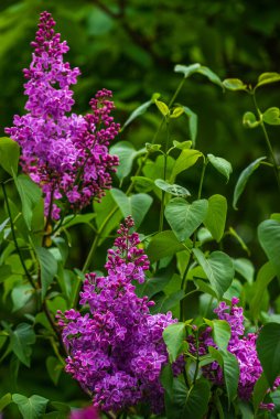 Mor, beyaz şırınga, leylak ya da sıradan leylak, yeşil arka planda çiçek dalları, doğal bahar arkaplanı, yumuşak seçici odak. Yüksek kalite fotoğraf,