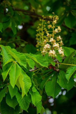 Kestane ağacı dalının çiçekleri ilkbaharın başlarında taze yeşil yapraklar seçici odak, Aesculus hipokastanum bahar çiçeği beyaz at kestanesi ağacı. Mavi gökyüzü, kopyalama alanı, Aesculus çiçeği, buckey