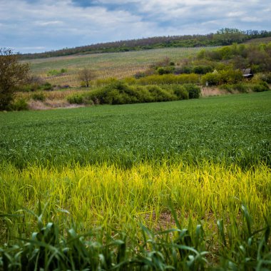 Yeşil buğday tarlası, yel değirmenleri elektrik üretir, yeşil buğday tarlası olan güzel çiftlik arazisi, yeşil enerji üretmek için rüzgar türbinleri ve ilkbahar ve mavi gökyüzünde Moldova yolu oluşturur.