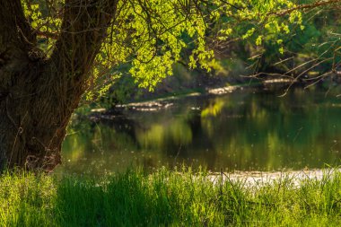 Ormandaki gölet, baharda manzara, güneşli bir gün Dinyester Deltası 'nın kıyısında. Bir sürü su kuşu ötüyor ve bataklık otu kokuyor. Dinyester deltasındaki orman kanalı. Olneti, Moldova