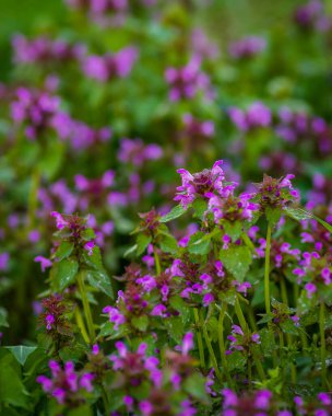 Lamium purpureum (kırmızı ölü ısırgan otu, mor ölü ısırgan otu ya da mor başmelek olarak da bilinir), Lamiaceae familyasından bir bitki türü. Kesik Yapraklı Ölü Nettle (Lamium purpureum).