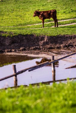 Yavru buzağının yanında güzel yeşil bir tarlada birlikte otlayan sevimli anne inek. Sindhi kızıl ineği ve küçük tatlı bebeği - Go VEGAN
