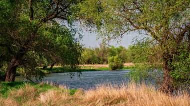 Ormandaki gölet, baharda manzara, güneşli bir gün Dinyester Deltası 'nın kıyısında. Bir sürü su kuşu ötüyor ve bataklık otu kokuyor. Dinyester deltasındaki orman kanalı. Olneti, Moldova