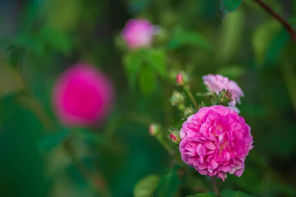 Zamknij Różowy Damask Rose Kwiat Rozmytym Tle — Zdjęcie stockowe