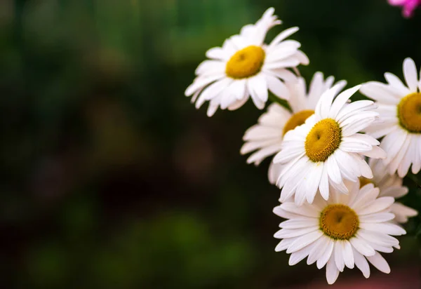 Λευκή Μαργαρίτα Λουλούδι Μαύρο Φόντο — Φωτογραφία Αρχείου