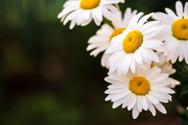 Λευκή Μαργαρίτα Λουλούδι Μαύρο Φόντο — Φωτογραφία Αρχείου