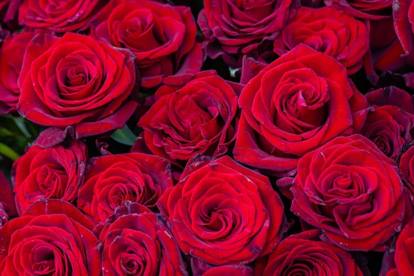 Buquê Rosas Borgonhas Botões Flores Como Fundo Fundo Rosas Vermelhas — Fotografia de Stock