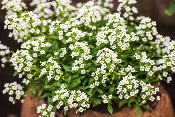 Lobularia Vaso Pequenas Flores Alyssum Doce Branco Flores Jardim Primavera — Fotografia de Stock