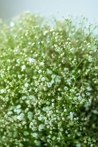 Piękne Cygańskie Kwiaty Tło Białe Kwiaty Cygańskiej Niewyraźne Niewyraźne Tło — Zdjęcie stockowe