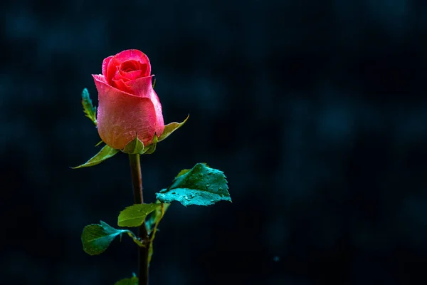 Rosas Românticas Cor Rosa Fundo Floral Com Foco Suave Colorido — Fotografia de Stock