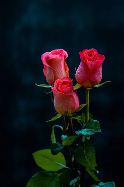 Pink romantic roses. Floral background with soft focus. Colorful rose wall background. bouquet on window, pattern, on black natural background