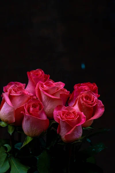 Pink Romantic Roses Floral Background Soft Focus Colorful Rose Wall — Stock Photo, Image