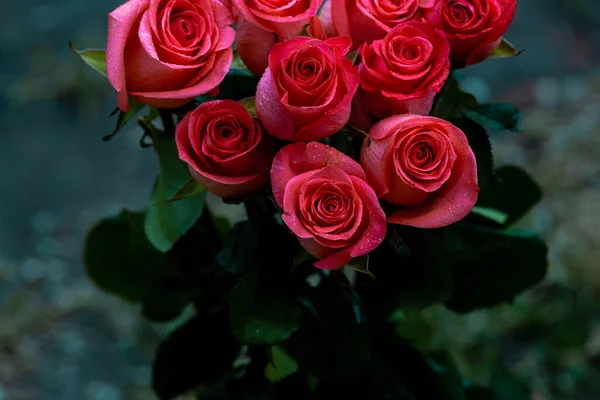 Rosas Românticas Cor Rosa Fundo Floral Com Foco Suave Colorido — Fotografia de Stock