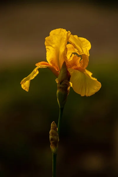 Flor Amarilla Iris Floreciendo Sobre Fondo Negro Naturaleza —  Fotos de Stock