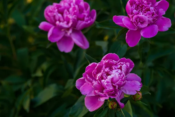 緑の草を背景に美しいピンクのサンゴの黄色い紫の牡丹や牡丹の花を咲かせ日没 — ストック写真