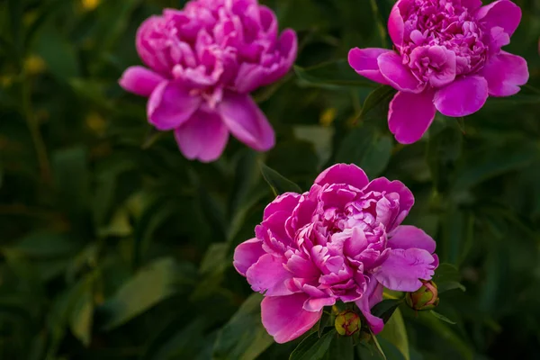 緑の草を背景に美しいピンクのサンゴの黄色い紫の牡丹や牡丹の花を咲かせ日没 — ストック写真