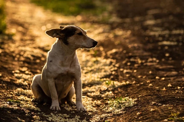 Feliz Adorável Bonito Cão Vermelho Dourado Sol Estrada Suja Durante — Fotografia de Stock