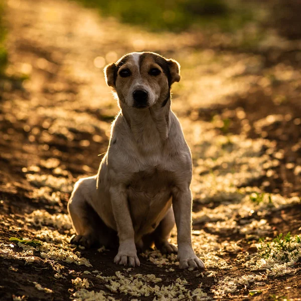 Щасливий Чарівний Милий Собака Стоїть Червоному Золотому Сонячному Світлі Брудній — стокове фото