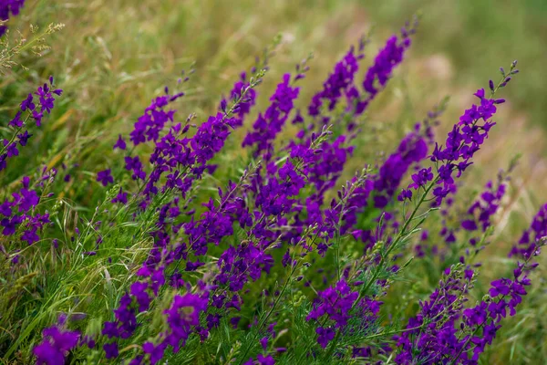 Delphinium Ajacis Close Background Flores Larkspur Multicoloridas Delphinium Putple Azul — Fotografia de Stock