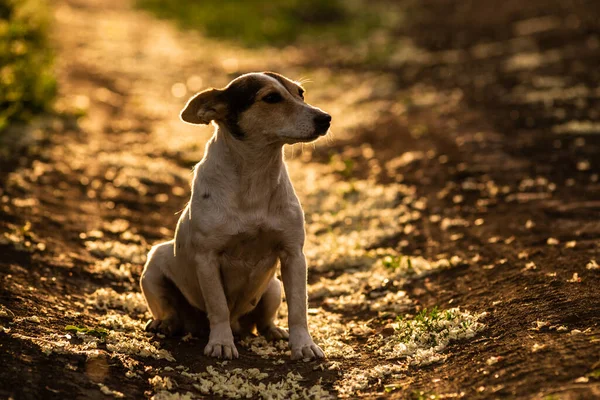 Щасливий Чарівний Милий Собака Стоїть Червоному Золотому Сонячному Світлі Брудній — стокове фото