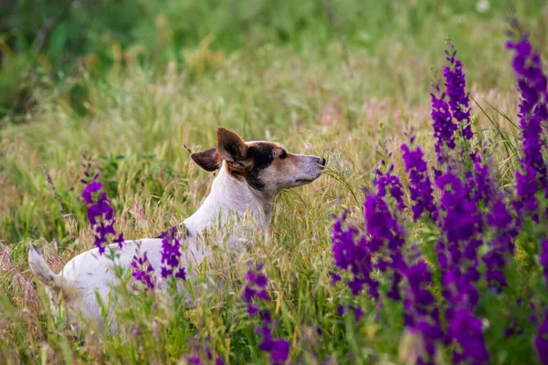 Delphinium Ajacis Зблизька Мультикольорові Квіти Ларкспур Дельфіній Пуповина Блакитні Рожеві — стокове фото