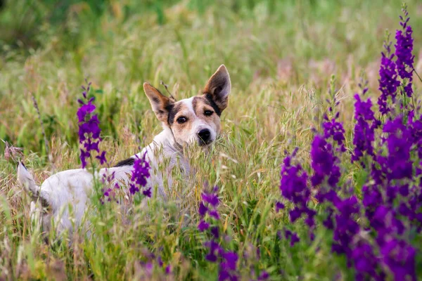 Delphinium Ajacis Зблизька Мультикольорові Квіти Ларкспур Дельфіній Пуповина Блакитні Рожеві — стокове фото