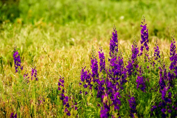 Delphinium ajacis arka planı kapatın. Çok renkli Larkspur çiçekleri. Delphinium putple, mavi, pembe çiçekler bahçede yetişir, Rocket Larkspur (Consolida ambigua) ile çiçek tarlası. Doğulu, ayyaş köpek çobanı.