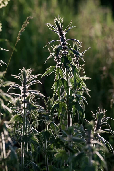 Leonurus kardiyak, anasının kuzusu, kurt otu, aslan kulağı, ters yapraklı aslan kuyruğu şifalı bitki yazın açan tırtıklı yapraklar, gün batımında bahar