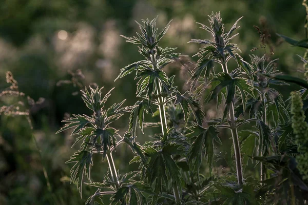 Leonurus kardiyak, anasının kuzusu, kurt otu, aslan kulağı, ters yapraklı aslan kuyruğu şifalı bitki yazın açan tırtıklı yapraklar, gün batımında bahar