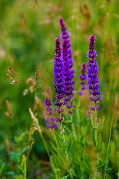 Close up Salvia nemorosa herbal plant with violet flowers in a meadow, Background or Texture of Salvia nemorosa \'Caradonna\' Balkan Clary in a Country Cottage Garden in a romantic rustic style. sunset