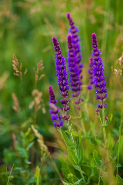 牧草地で紫色の花とサルビアネモロサハーブ植物を閉じます ロマンチックな素朴なスタイルでカントリーコテージガーデンでサルビアネモロサ カラドンナ バルカンクリアの背景やテクスチャ — ストック写真