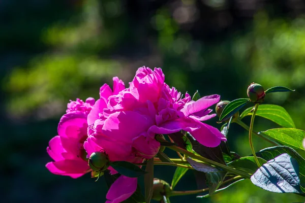 房のマクロ クローズアップ 花束美しいピンクの珊瑚黄色の紫の牡丹または牡丹パエオニアは緑の草の背景 赤に対してバラの花 — ストック写真