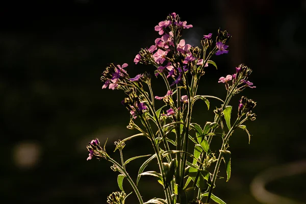 Phlox Paniculata Jardim Phlox Roxo Flores Vivas Verão Flor Contra — Fotografia de Stock