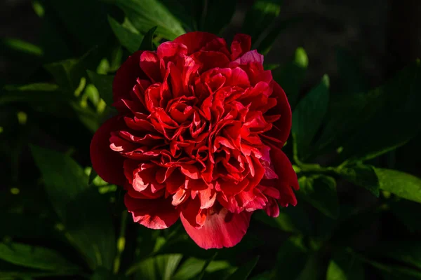 赤い牡丹の花 選択的な焦点と暗い背景でクローズアップ 装飾のための低キーの美しい開花牡丹の画像 1つの緑豊かな牡丹の頭 真紅の神秘的な花のトップビュー — ストック写真