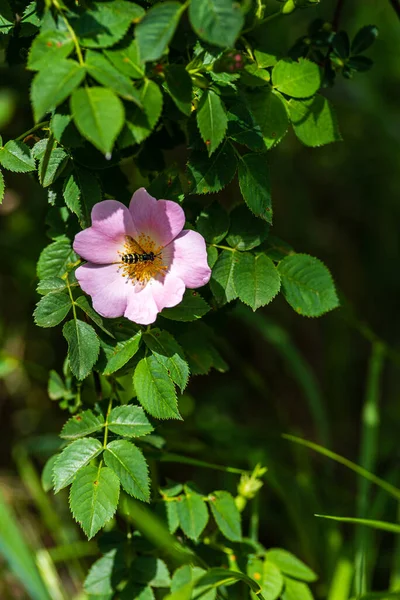 Nypon Blommor Bush Vid Tidpunkten Blomningen Biet — Stockfoto