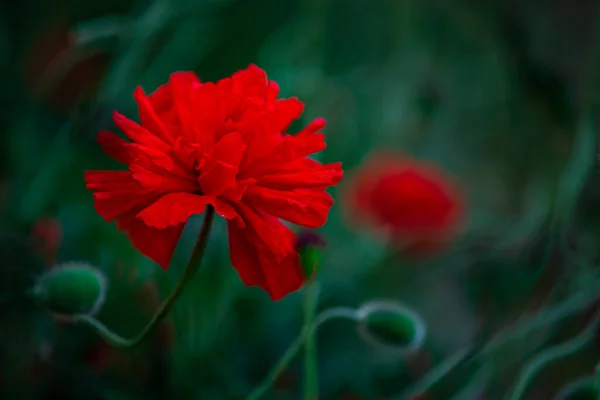 Flores Las Amapolas Rojas Florecen Campo Salvaje Hermosas Amapolas Rojas —  Fotos de Stock
