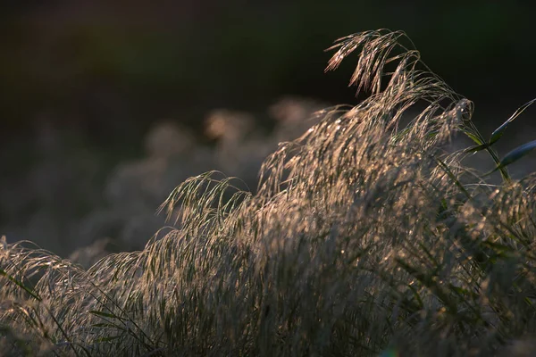 Spannmål Gräs Broms Växer Det Vilda Vår Solnedgång — Stockfoto