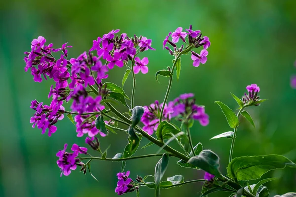 Phlox Paniculata Jardim Phlox Roxo Flores Vivas Verão Flor Contra — Fotografia de Stock