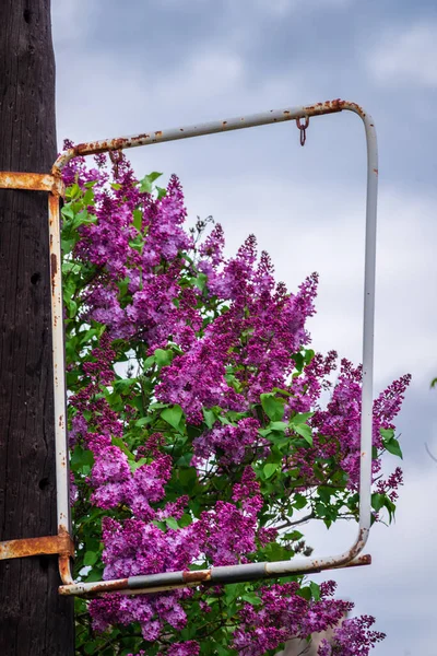 Mor, beyaz şırınga, leylak ya da sıradan leylak, yeşil arka planda çiçek dalları, doğal bahar arkaplanı, yumuşak seçici odak. Yüksek kalite fotoğraf,