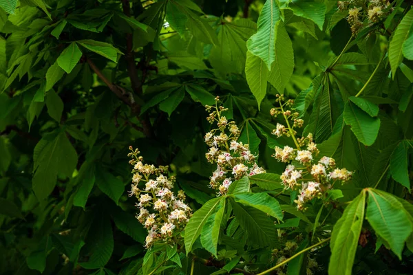 Kestane ağacı dalının çiçekleri ilkbaharın başlarında taze yeşil yapraklar seçici odak, Aesculus hipokastanum bahar çiçeği beyaz at kestanesi ağacı. Mavi gökyüzü, kopyalama alanı, Aesculus çiçeği, buckey