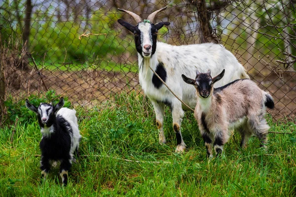 Chèvres Heureuses Dans Prairie Verte Yeanling Billy Chèvre Chèvre — Photo
