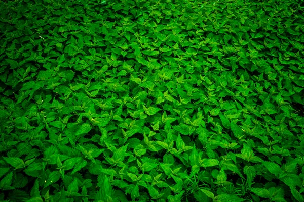 Isırgan otu çalıları. Isırgan yaprakları. Üst Manzara. Desen. Yeşillik, ısırgan otu, ormanda taze yeşil çimen, Manila Çimeni, Yakın plan, arka plan veya doku, Tıbbi bitki