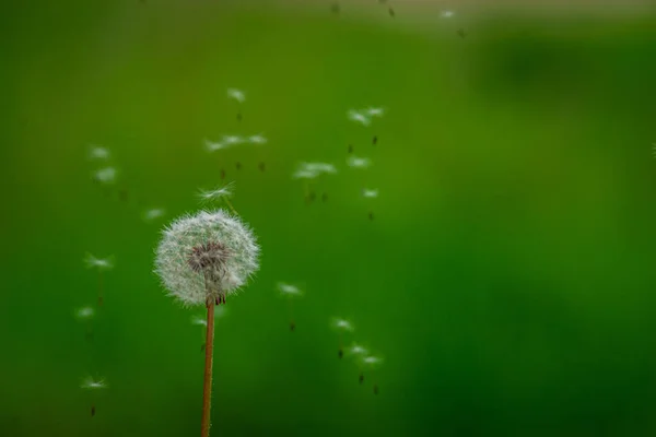 Bud Fechado Dente Leão Dandelion Flores Brancas Grama Verde Foto — Fotografia de Stock