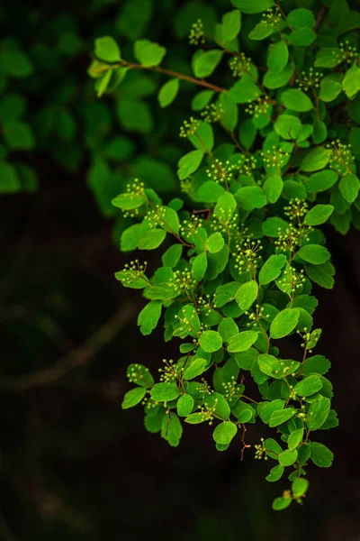 Vista Cerca Spirea Nipponica Después Floración Snowmound Sobre Fondo Verde — Foto de Stock