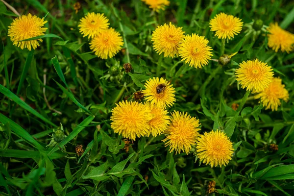 Piękne Kwiaty Żółtych Dmuchawców Naturze Ciepłe Wiosny Łące Słońcu Makro — Zdjęcie stockowe