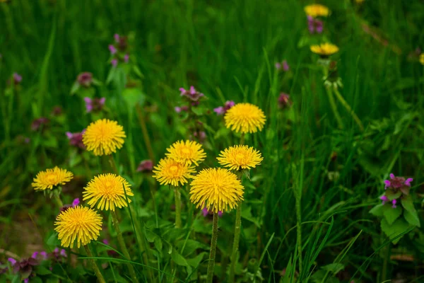 Schöne Blüten Von Gelben Löwenzahn Der Natur Warmen Frühling Auf — Stockfoto