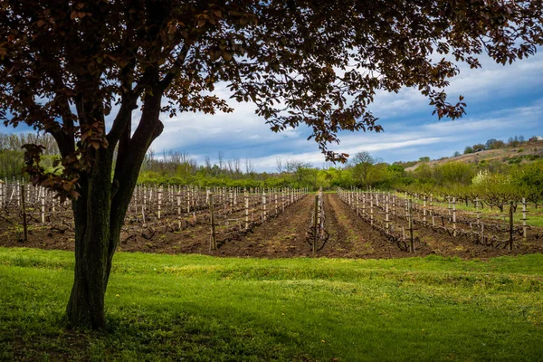 Spring Vineyard Moldova Purcari — Stockfoto
