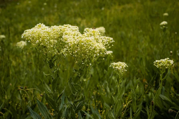 Scoria Herb Millefolii Herba Wild Common Yarrow Gordaldo White Flowers — Stock Photo, Image