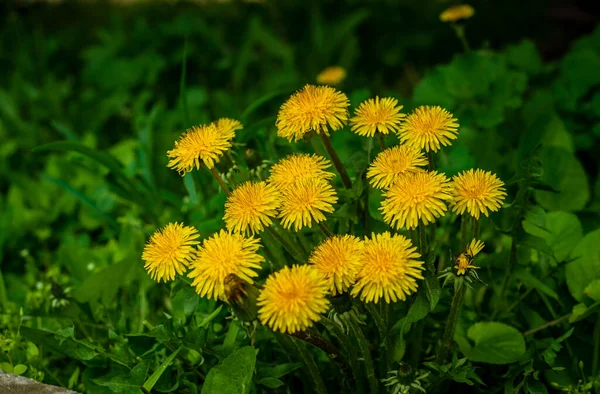 Цветки Желтых Одуванчиков Природе Теплой Весной Лужайке Солнечном Свете Макро — стоковое фото